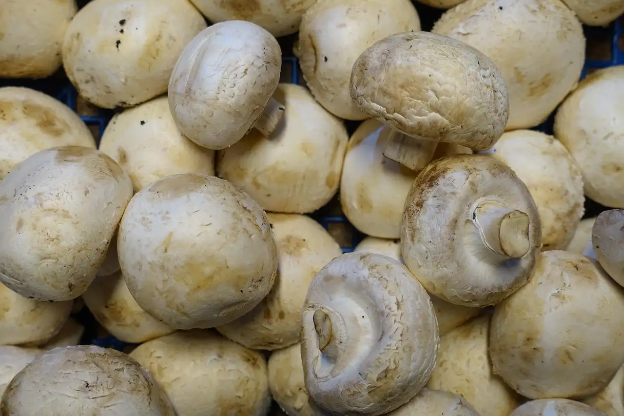 Hoe bereid je perfecte champignons op de barbecue?